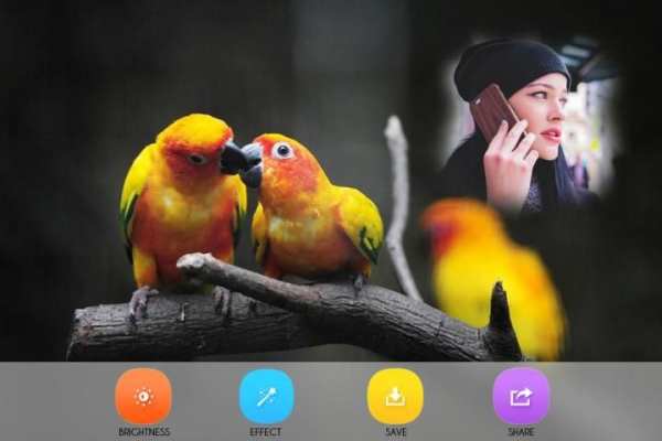 Birds Photo Frames screenshot 2
