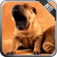 Shar Pei Wallpaper on 9Apps