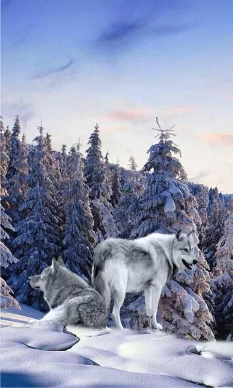 Wolves n Snow 3D LWP स्क्रीनशॉट 6