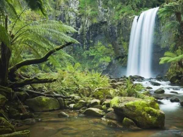 Jungle HD Wallpaper скриншот 4