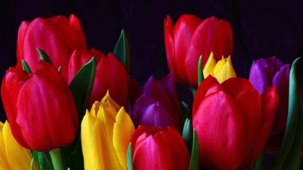 Tulip.Flowers wallpaper screenshot 2