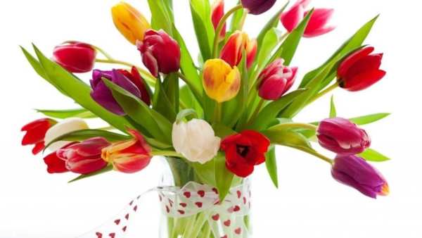 Tulip.Flowers wallpaper screenshot 1