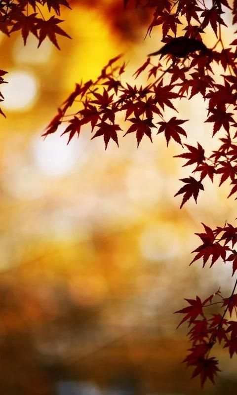 Moto G4 Plus Wallpapers 2 تصوير الشاشة