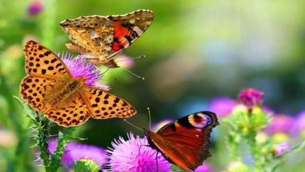 Butterfly Ones screenshot 2