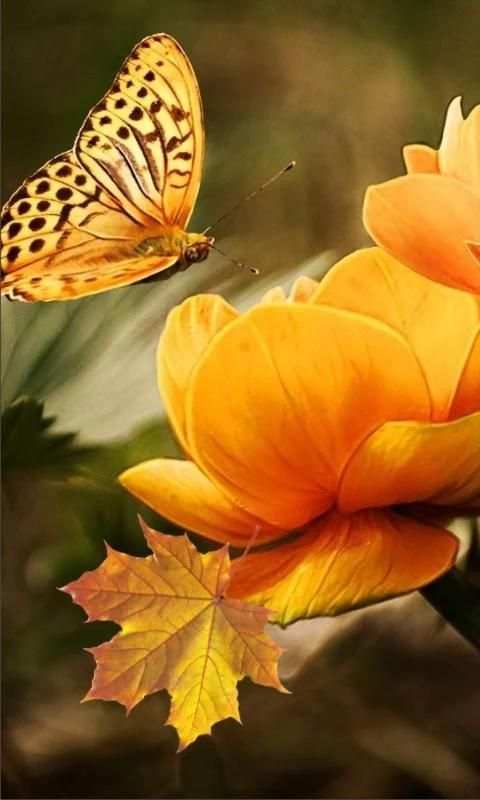 Autumn Flowers HD screenshot 5