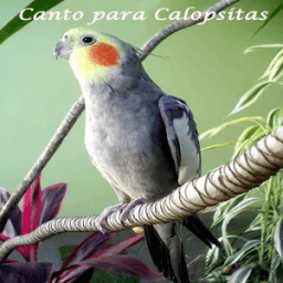 ikon Canto para Calopsitas