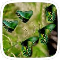 Green Butterfly Theme on 9Apps