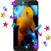 Fish Live Video Wallpaper