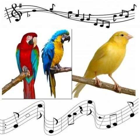 Birds Sound Ringtones screenshot 1