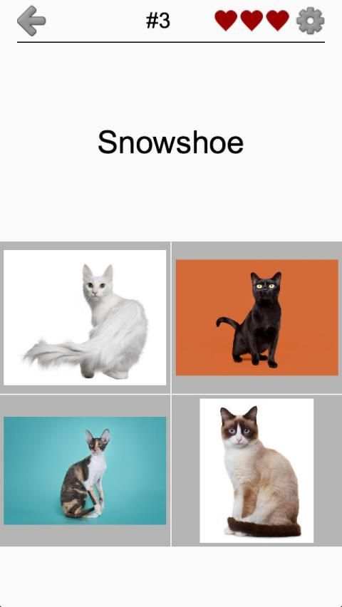 Cats Quiz - Guess Photos of All Popular Cat Breeds screenshot 4