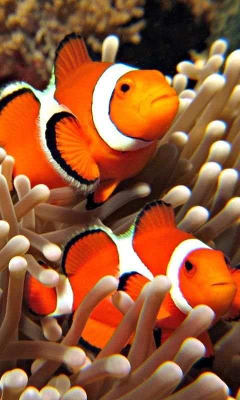 live wallpaper nemo screenshot 4