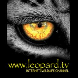 Leopard.tv Wildlife Magazine