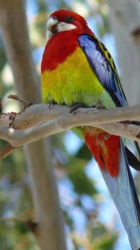 Beautiful Birds Wallpapers3 HD скриншот 18