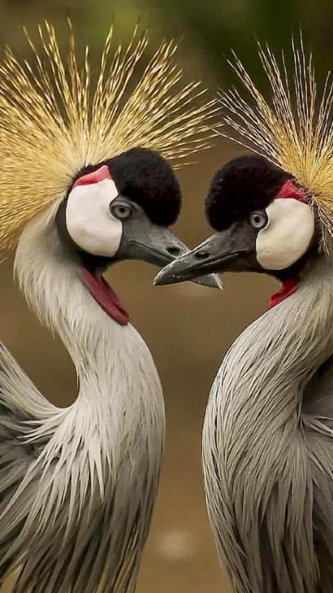 Beautiful Birds Wallpapers3 HD स्क्रीनशॉट 13