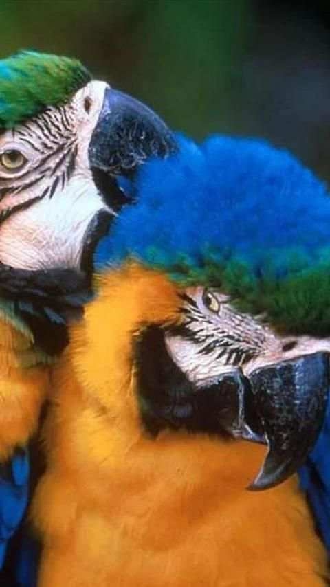 Beautiful Birds Wallpapers3 HD स्क्रीनशॉट 5