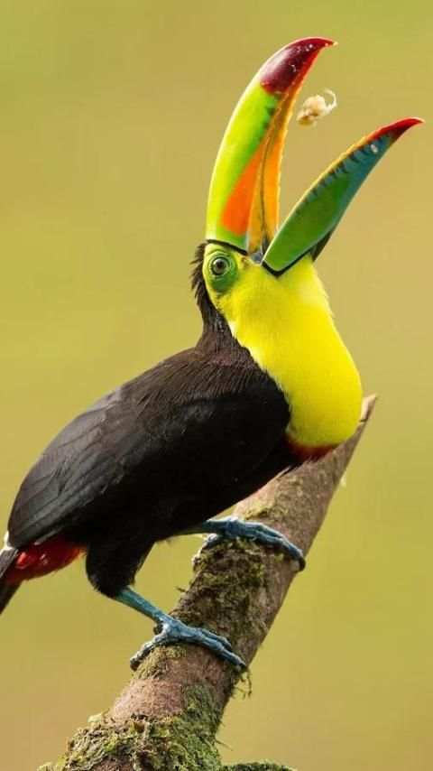 Beautiful Birds Wallpapers3 HD скриншот 10