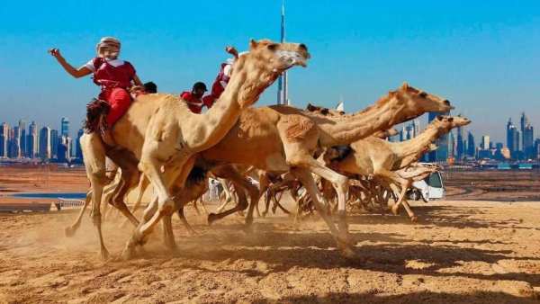 King of Rajasthan Camel Race screenshot 2