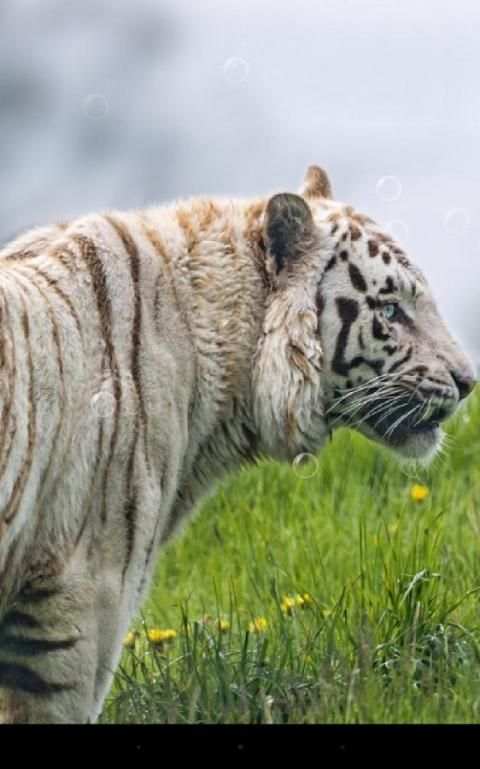 Tiger Live Wallpaper 2 تصوير الشاشة