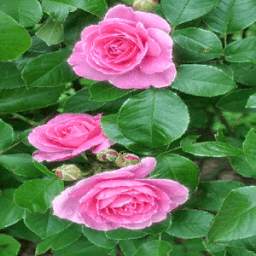 Bright Pink Roses LWP