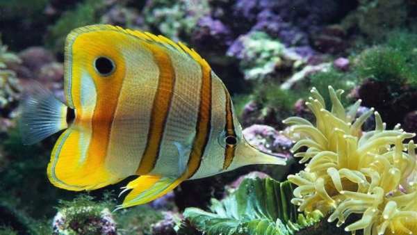 Fish HD Wallpaper स्क्रीनशॉट 6