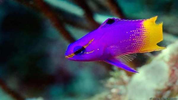 Fish HD Wallpaper स्क्रीनशॉट 8