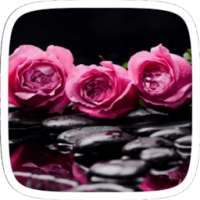 Pink Rose Love Heart Theme on 9Apps