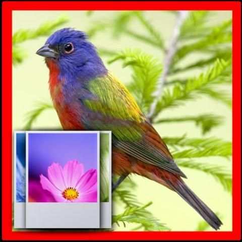 Birds Wallpapers HD скриншот 1