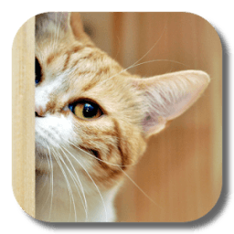 Kitty Cat Live Wallpaper иконка