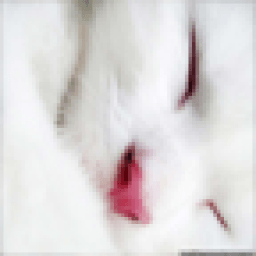 Cute Cats Wallpapers icon