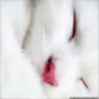 Cute Cats Wallpapers