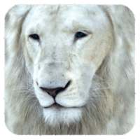 White Lion Wallpaper