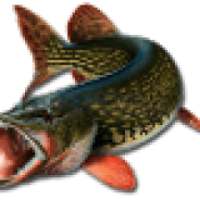 Fishing counter free version on 9Apps