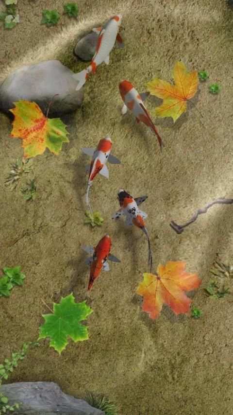 Wallpaper Hidup Koi Pond screenshot 12