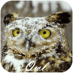 Owl Video Live Wallpaper