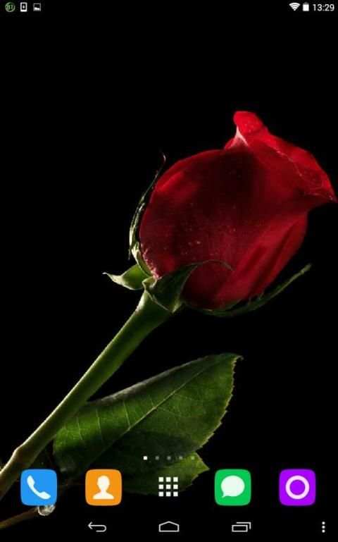 Multicolored Roses स्क्रीनशॉट 3