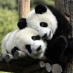The Animals Pics Cute Edition 1.1