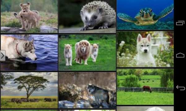 Cute Animals Wallpapers HD screenshot 1