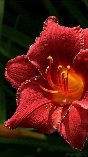 Summer Flower Twinkle Live Wallpaper screenshot 1