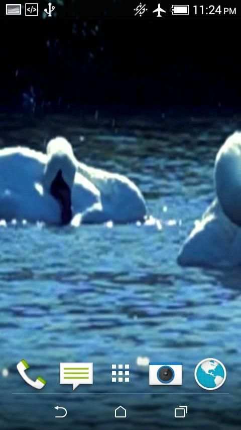 Swans Video Wallpaper screenshot 2