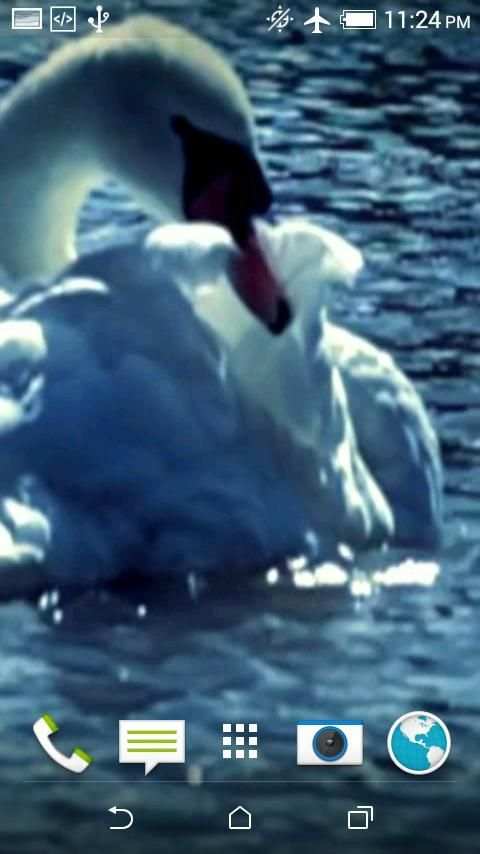 Swans Video Wallpaper screenshot 1