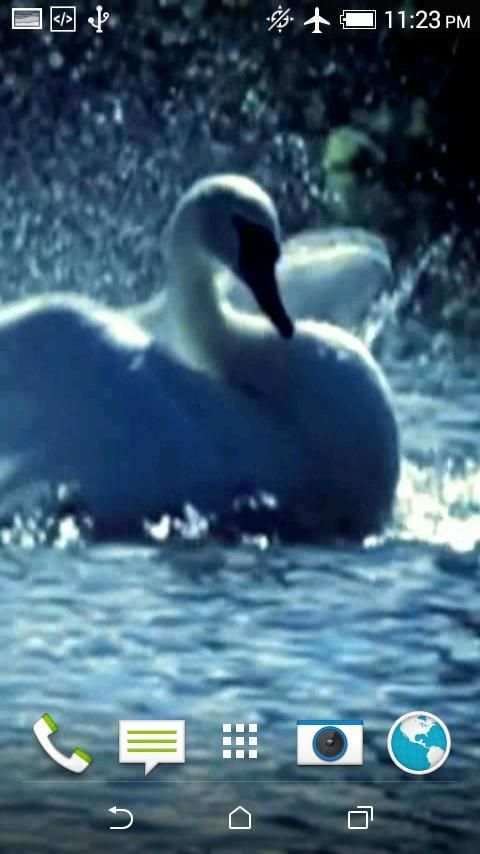 Swans Video Wallpaper screenshot 4