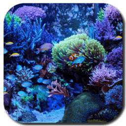 Marine Aquarium Live Wallpaper
