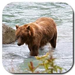 Bear 4K Video Live Wallpaper