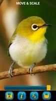 Birds Wallpapers स्क्रीनशॉट 1