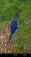 Birds Wallpapers स्क्रीनशॉट 2