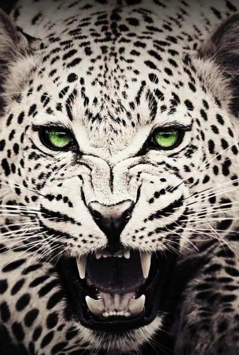 Wild Animals Wallpaper HD скриншот 3