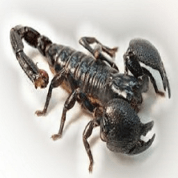 Звериная Scorpion иконка