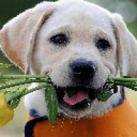 Cute Dogs Wallpapers