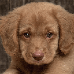 HD Dogs Wallpapers icon