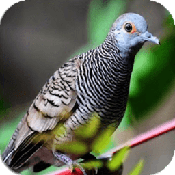 Master Burung Perkutut icon